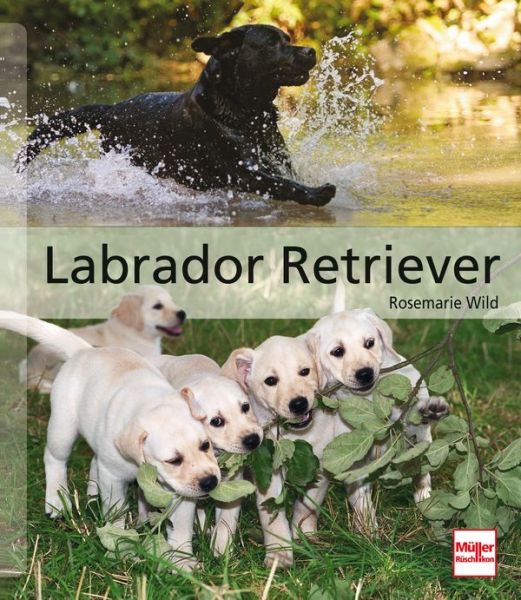 Labrador Retriever - 