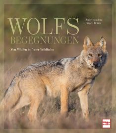 Wolfsbegegnungen - Von Wölfen in freier Wildbahn