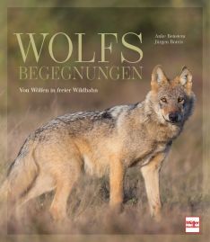 Wolfsbegegnungen - Von Wölfen in freier Wildbahn