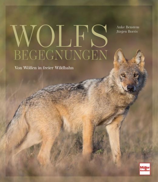 Wolfsbegegnungen - Von Wölfen in freier Wildbahn