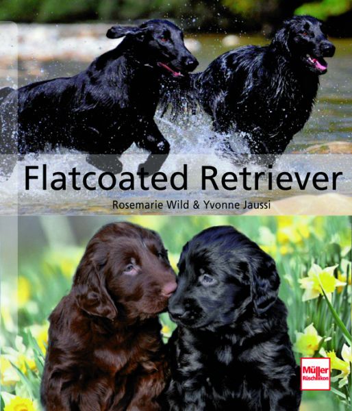 Flatcoated Retriever - 