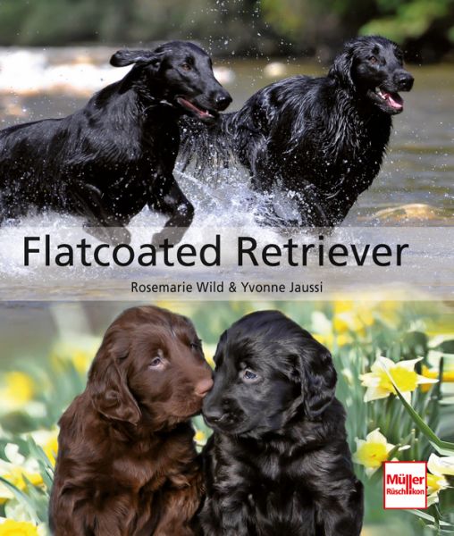 Flatcoated Retriever - 