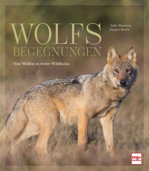 Wolfsbegegnungen - Von Wölfen in freier Wildbahn