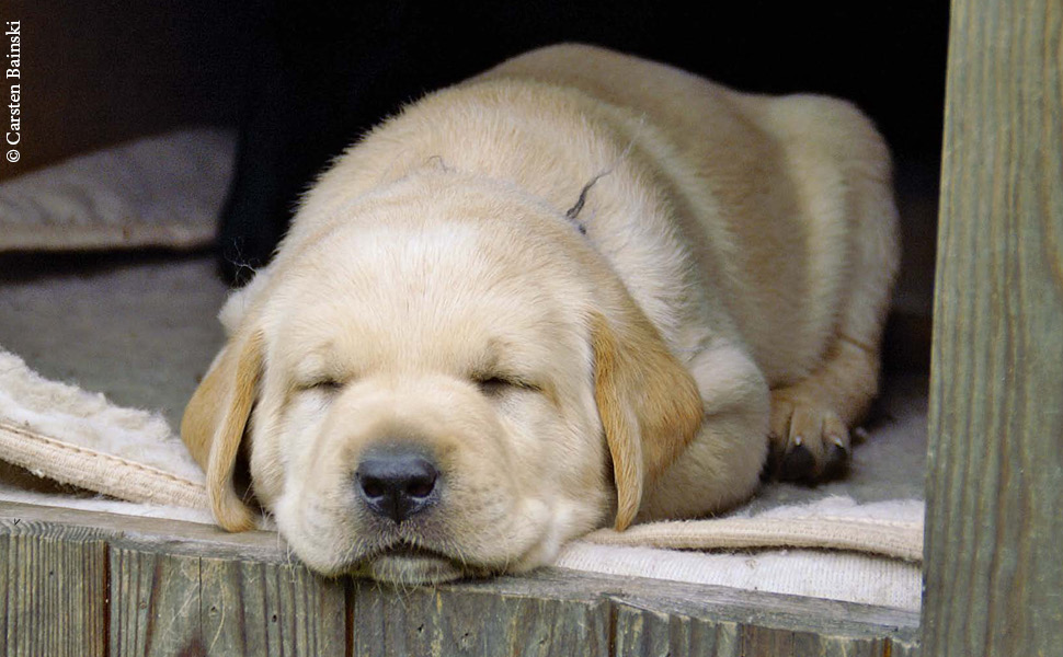 ein schlafender Golden Retriever Welpe