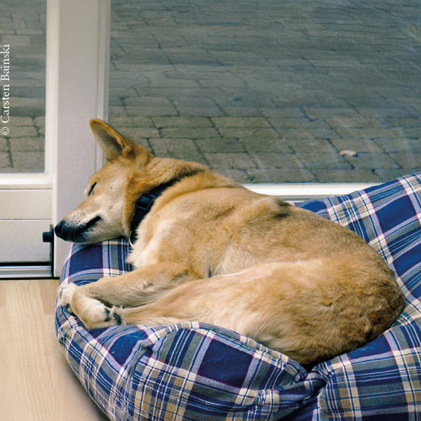 ein Hund schläft auf einem karierten Hundekissen