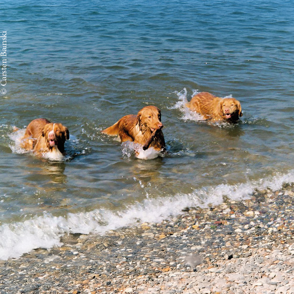 drei Hunde baden im Meer an einem Kiesstrand